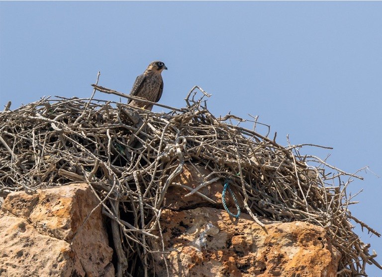 Young Sooty Falcon in a nest