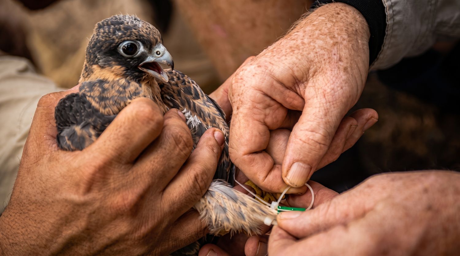 Young Sooty Falcon being handled by researchers